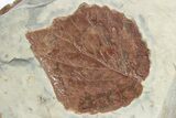 Two Fossil Leaves (Davidia & Beringiaphyllum) - Montana #226162-2